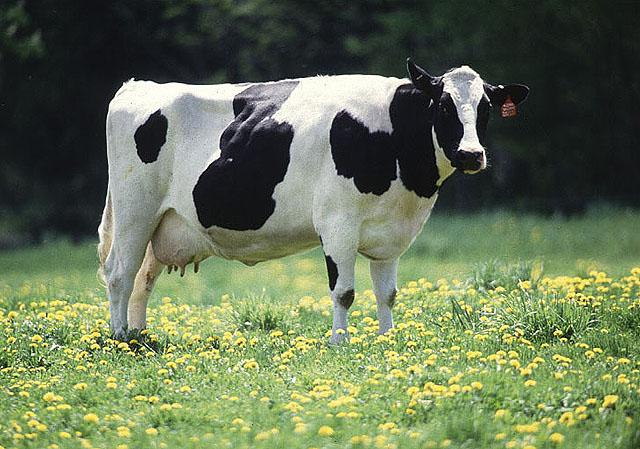 Holstein Friesian Cattle in Ontario